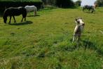 Rebecq-Prairie pour paturage de chevaux,poneys,ânes,moutons, Pâturage, 2 ou 3 chevaux ou poneys