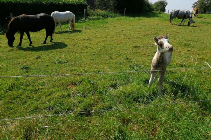 Rebecq-Prairie voor grazende paarden, pony's, ezels, Dieren en Toebehoren, Stalling en Weidegang, Weidegang, 2 of 3 paarden of pony's