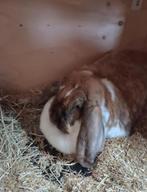 Franse hangoor voedster, Dieren en Toebehoren, Vrouwelijk, Groot, Hangoor, 0 tot 2 jaar