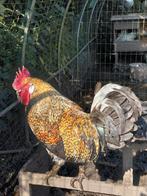 Jonge haan, Dieren en Toebehoren