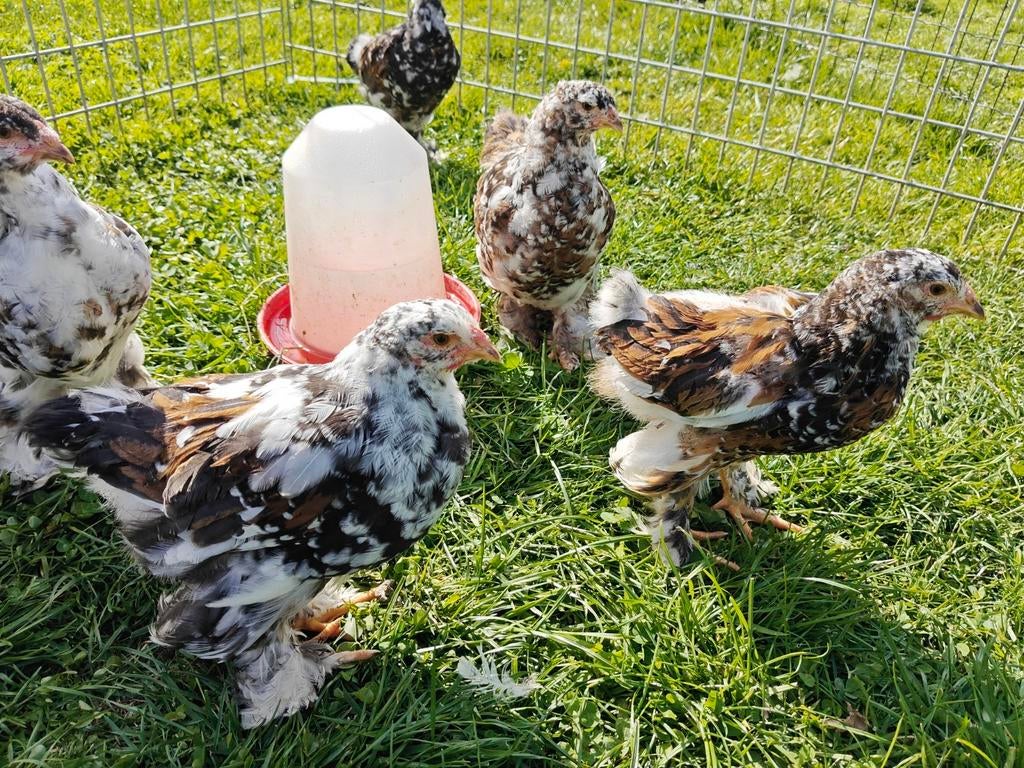 Rood porselein Brahmas