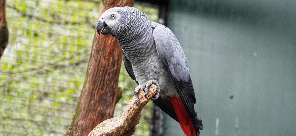 Gezocht: grijze roodstaart man., Mâle, Perroquet, Bagué