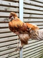 GRATIS zijdehoen haan, Dieren en Toebehoren