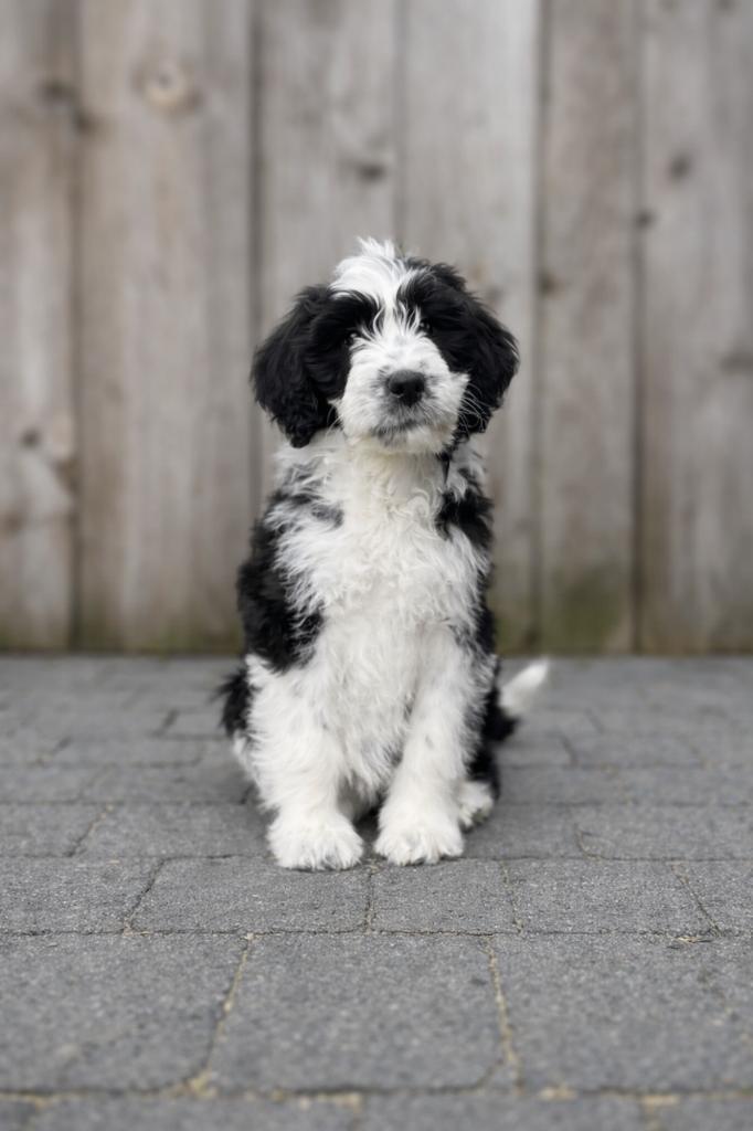 Knappe Aussiedoodle pups (Australische herder x poedel), Dieren en Toebehoren, Honden | Herdershonden en Veedrijvers, Meerdere dieren