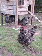 Zeer mooie mechelse koekoek hennen.