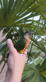 Pyrrhura Molinae wildkleur 8 weken