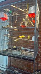 Kanarie, Dieren en Toebehoren, Ophalen of Verzenden