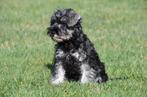 Chiots Schnauzer nain à vendre, 15 semaines à 1 an, Étranger, Chien (mâle), Hépatite contagieuse (maladie de Rubarth)