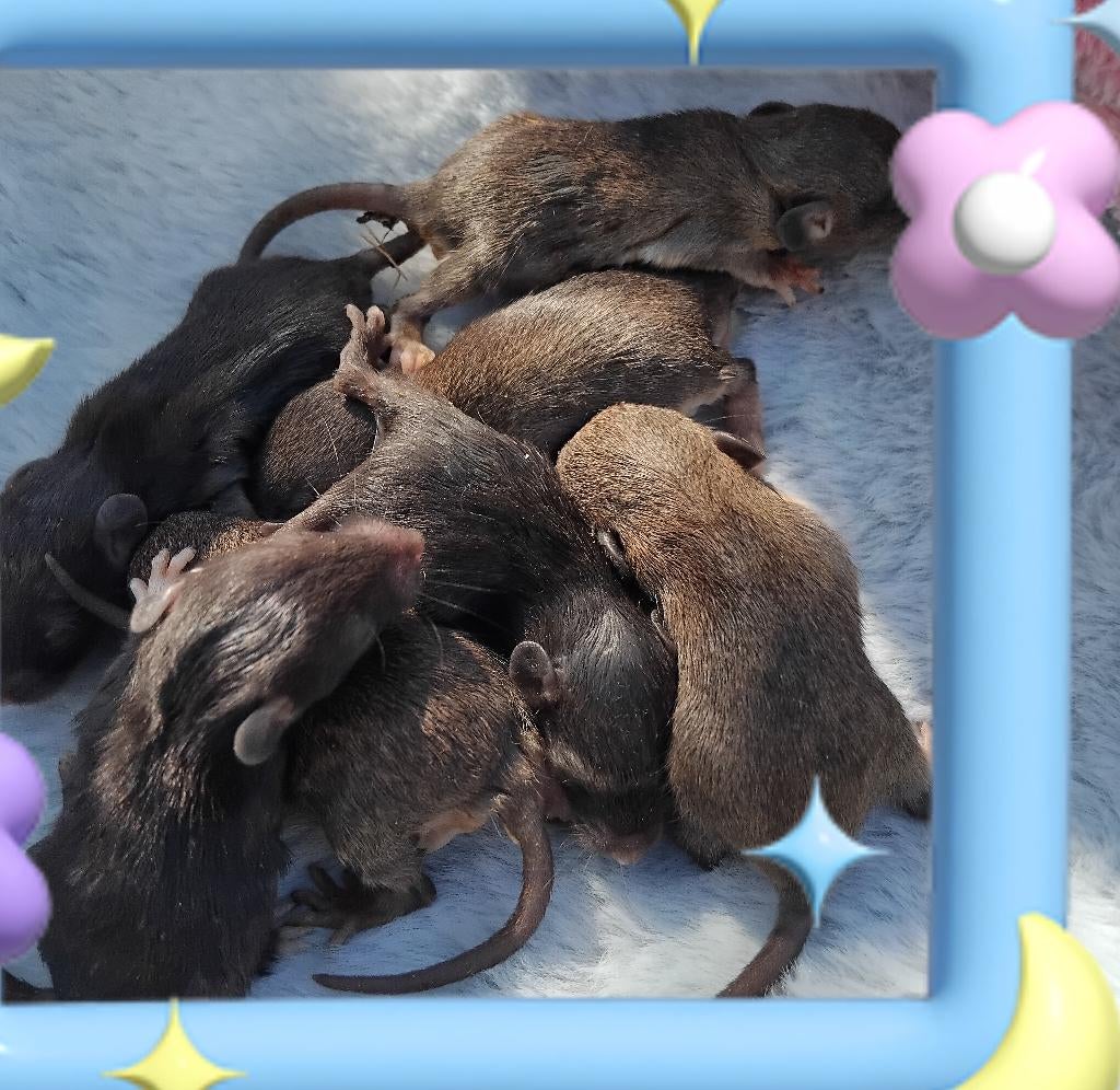 Mix dwerg tamme dumbo ratjes, Animaux & Accessoires, Rat, Mâle, Domestique, Avril