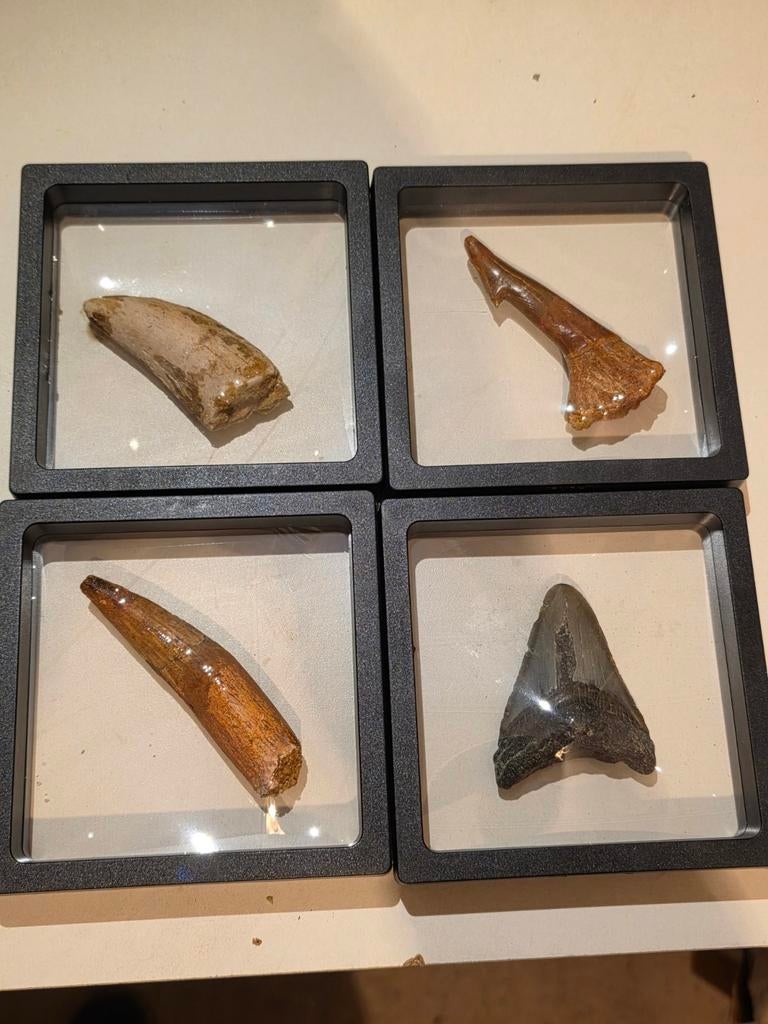 Prachtige set fossielen tanden megalodon/ dinosaurus, Verzamelen, Mineralen en Fossielen, Fossiel, Ophalen of Verzenden