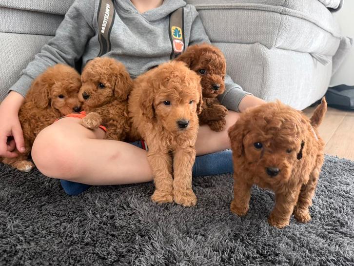 Toy dwergpoedelpups, Animaux & Accessoires, Chiens | Chihuahuas & Chiens de compagnie, Plusieurs animaux, Caniche, Éleveur | Loisir