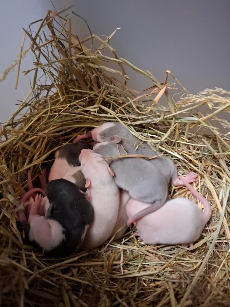 Tamme ratjes, Dieren en Toebehoren, Knaagdieren, Februari, Meerdere dieren, Rat