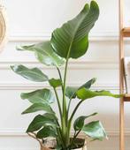 Strelitzia nicolai, Enlèvement