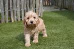 Prachtige Abrikoos/rode en Sable Cockapoo pups, Parvo, België, Overige rassen, 8 tot 15 weken