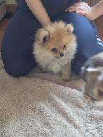 Sweet Pretty Pomeranians 1999, Belgique, Plusieurs, Hépatite contagieuse (maladie de Rubarth), Chienne