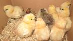 kuikentjes zijdehoen, Dieren en Toebehoren, Pluimvee, Geslacht onbekend, Kip