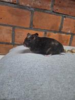 Jonge goudhamsters handtam verschillende kleurtjes, Dieren en Toebehoren, Tam