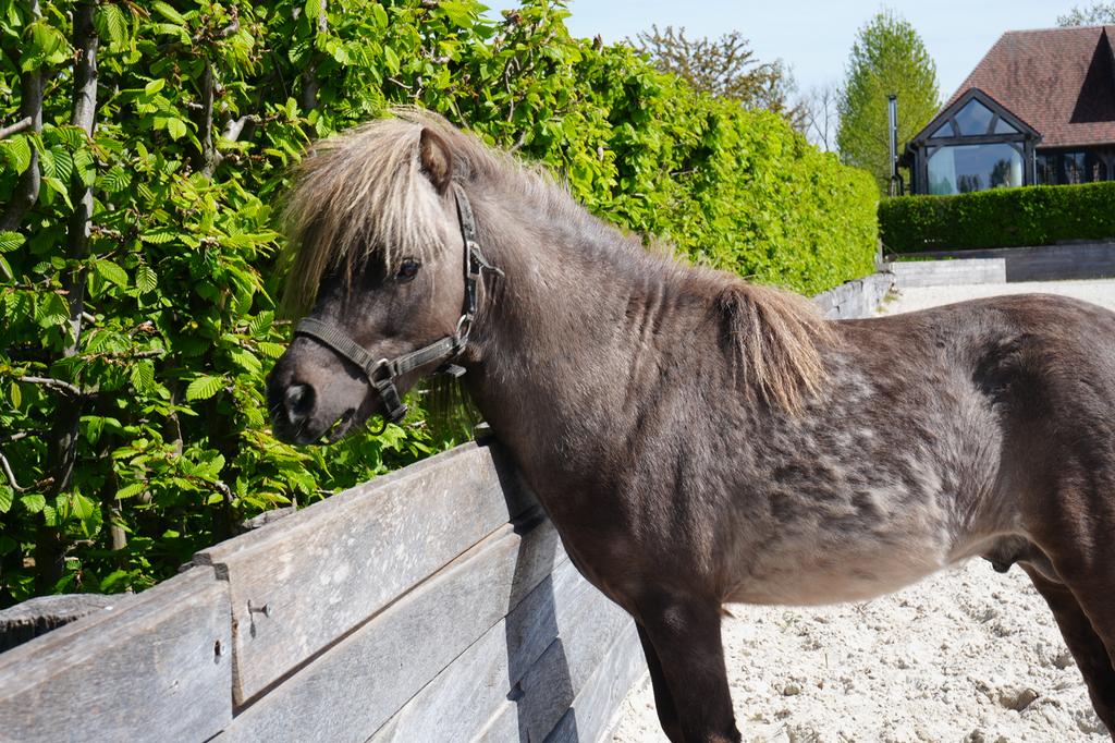Dekhengst AMHA Miniature Horse, Étalon