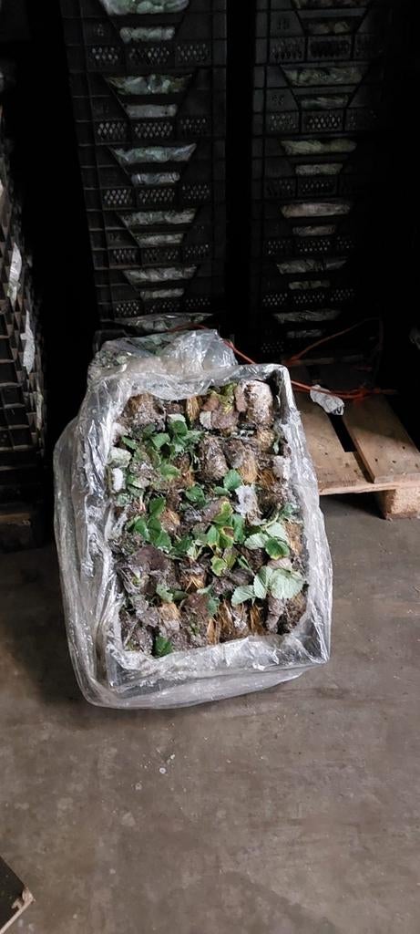 Aardbeitrayplanten, Ophalen