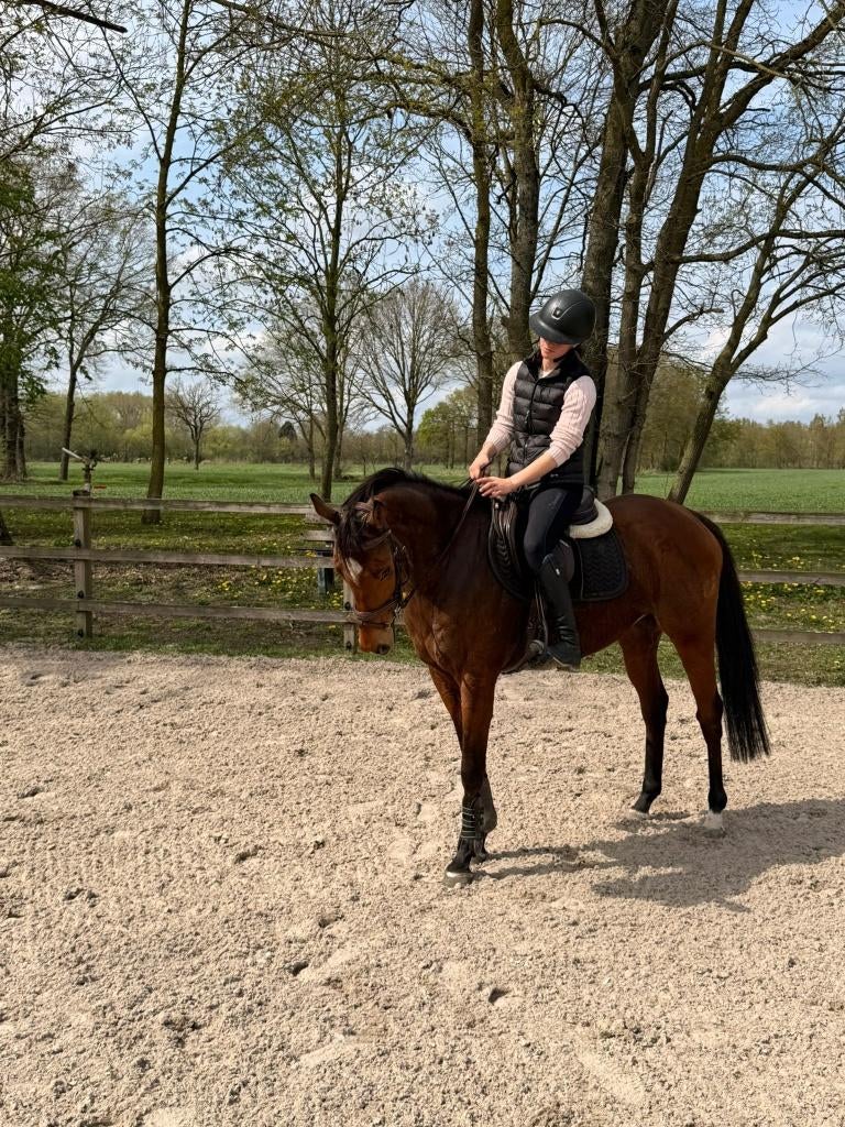 Super lieve merrie van 4 jaar zoekt nieuwe thuis, Dieren en Toebehoren, Merrie, Met stamboom, Minder dan 160 cm, B