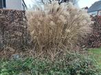 Miscanthus Sinensis, Jardin & Terrasse, Plantes | Jardin, Plein soleil, Été, Enlèvement, Graminées ornementales