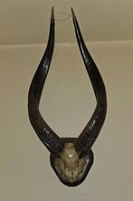 Corne antilope kudu, Verzamelen, Ophalen, Zo goed als nieuw, Wild dier, Gewei of Kop