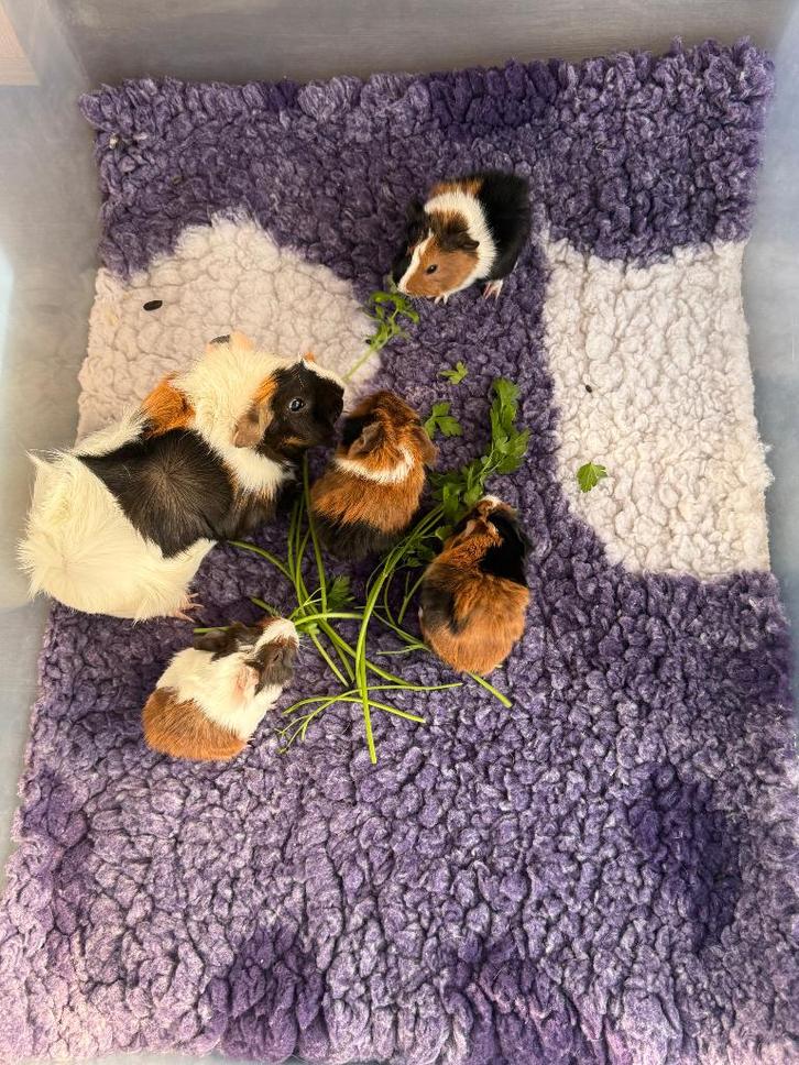 Peruviaanse en borstel cavia’s, Dieren en Toebehoren, Knaagdieren, Meerdere dieren, Cavia, Januari, Tam
