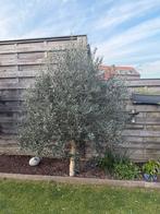 olijfboom, Ophalen, Olijfboom