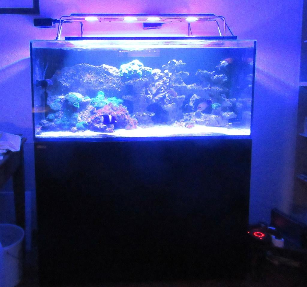 aquarium marin, Animaux & Accessoires, Poissons | Aquariums & Accessoires, Utilisé, Aquarium d'eau de mer rempli, Télécommande incluse