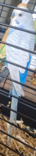 Grasparkiet blauw, Dieren en Toebehoren, Mannelijk, Parkiet