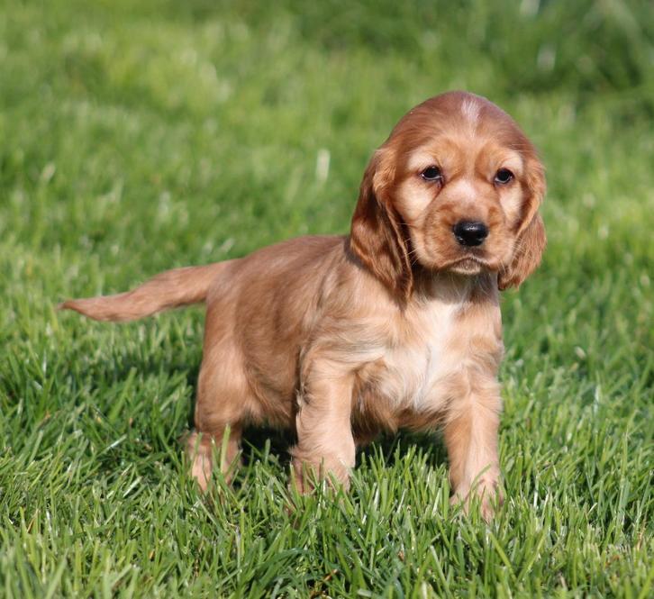 Chiots cockers anglais, Animaux & Accessoires, Chiens | Retrievers, Épagneuls & Chiens d'eau, Plusieurs animaux, Épagneul, Éleveur | Professionnel