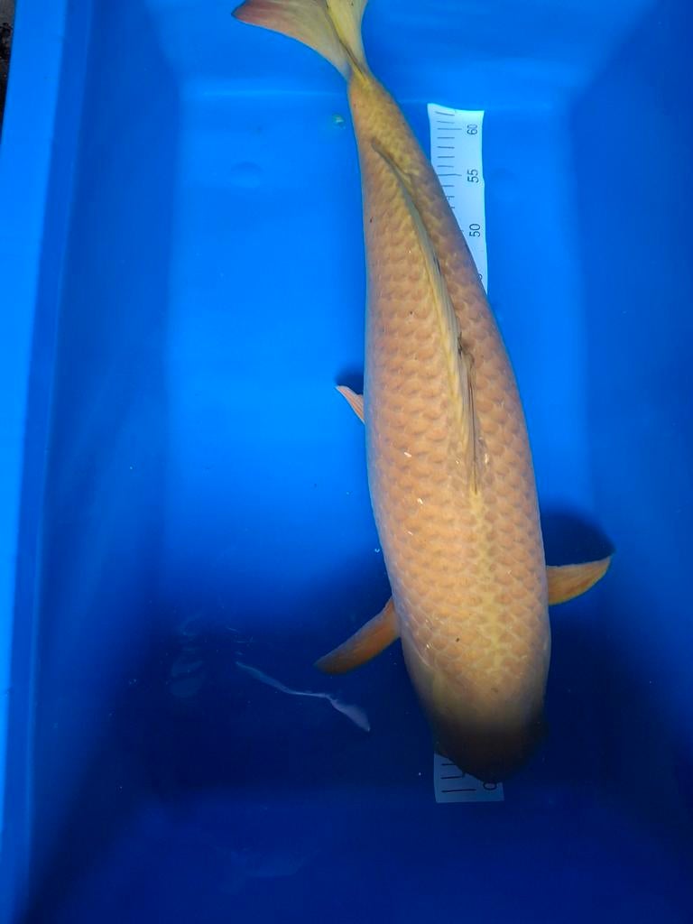 Koi chagoi 75 cm
