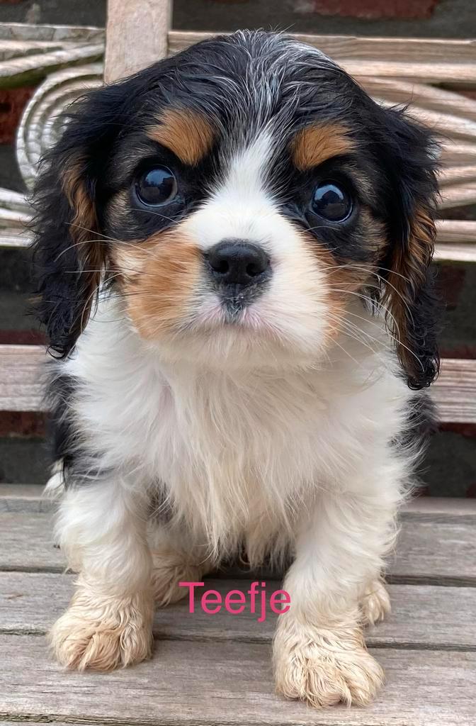 Cavalier king charles pups, Dieren en Toebehoren, Honden | Chihuahua's en Gezelschapshonden, Meerdere dieren, Overige rassen, Fokker | Professioneel