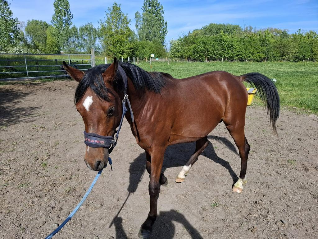 Étalon pur-sang arabe, Vermifugé, 160 à 165 cm, Cheval de récréation, 3 à 6 ans