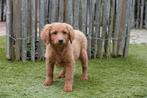 Abrikoze labradoodle pups (type labrador), met stamboom, Parvo, België, Overige rassen, 8 tot 15 weken