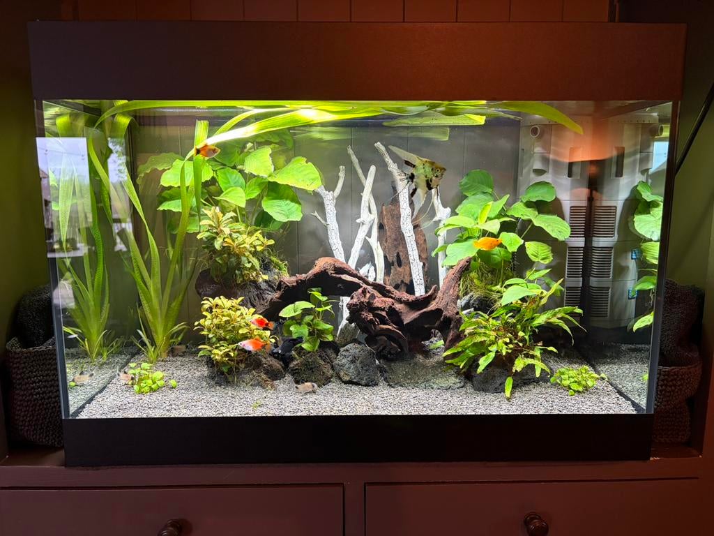 Aquarium Oase Styleline 125 complet, Animaux & Accessoires, Oase, Poissons inclus, Comme neuf, Enlèvement