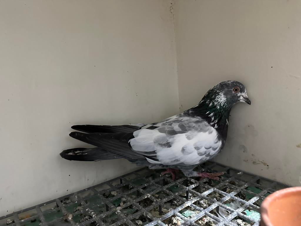 Pigeon pakistanais