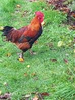 marans kippen, Dieren en Toebehoren
