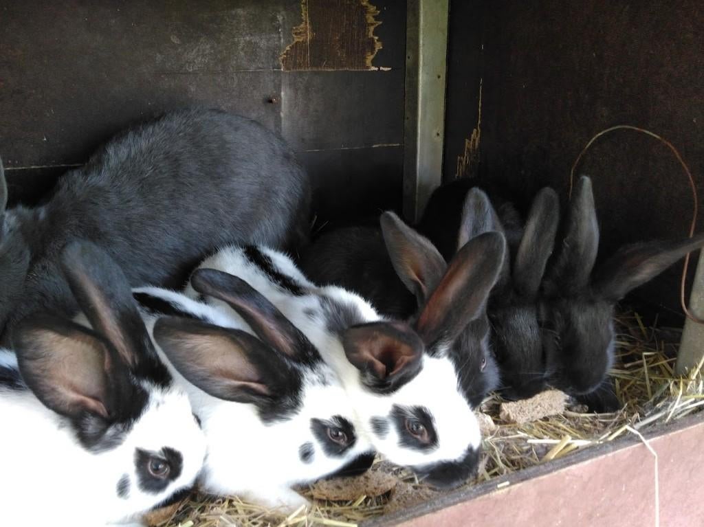 konijnen, Dieren en Toebehoren, Konijnen, Meerdere dieren, Groot, 0 tot 2 jaar