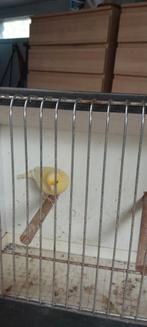 Kanarie, Dieren en Toebehoren, Vogels | Kanaries