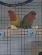 GEZOCHT: 2 agapornisjes koppel en 1 agapornisje man, Dieren en Toebehoren, Meerdere dieren, Dwergpapegaai of Agapornis