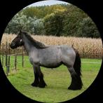 Trekpaard. Drachtig. blauwschimmel, Dieren en Toebehoren, Paarden, Merrie, Met stamboom, Niet van toepassing, 3 tot 6 jaar
