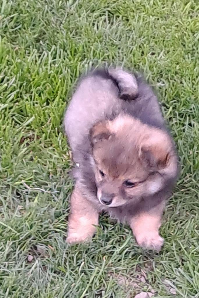 Dwergkeesjes, Dieren en Toebehoren, Parvo, België, Keeshond, 8 tot 15 weken