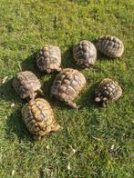 Griekse landschildpadden, Dieren en Toebehoren, Schildpad, Tam, 11 jaar of ouder