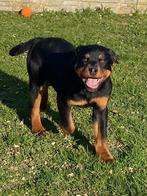 Rottweiler reukes beschikbaar, Dieren en Toebehoren, Parvo, België, 15 weken tot 1 jaar, Reu