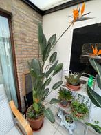 Strelitzia oiseau du paradis, Maison & Meubles, Plantes d'intérieur, Plante à fleurs, Enlèvement, Autres espèces, 200 cm ou plus