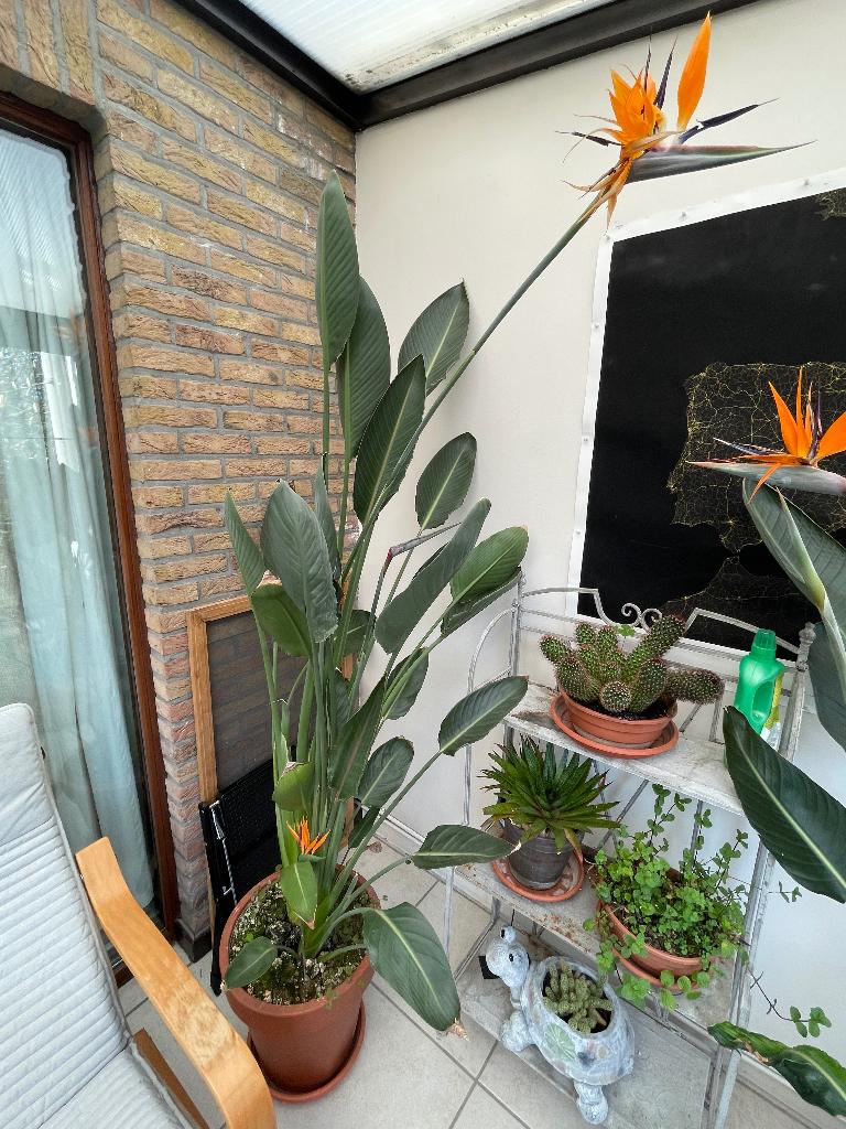 Strelitzia oiseau du paradis, Maison & Meubles, Plantes d'intérieur, Autres espèces, 200 cm ou plus, Plante à fleurs, Enlèvement