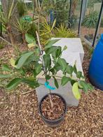 Citrusboom die  vorst kan verdragen (Citrus wilsonii), Ophalen, Minder dan 100 cm, Lente, Volle zon