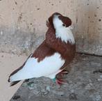 Felegyhazer tuimelaars, Dieren en Toebehoren, Meerdere dieren, Tuimelaar of Roller