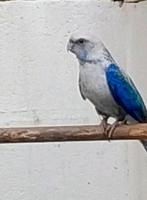 Koppel rosella, Bagué